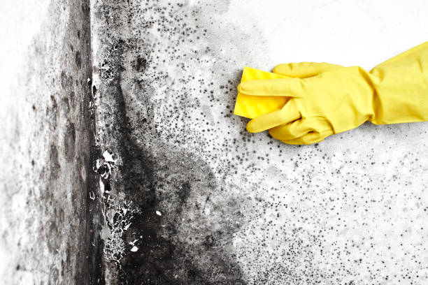 Best Toxic Mold Removal  in Morgans Point Resort, TX