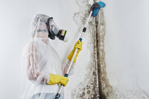 Best Certified Mold Removal  in Morgans Point Resort, TX