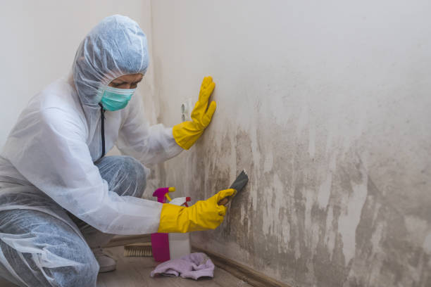 Best Residential Mold Removal  in Morgans Point Resort, TX