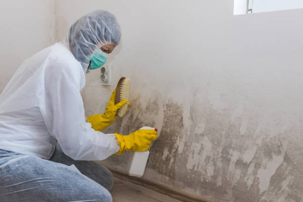 Best Affordable Mold Removal  in Morgans Point Resort, TX