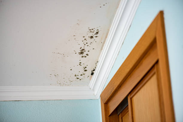Best Crawl Space Mold Removal  in Morgans Point Resort, TX