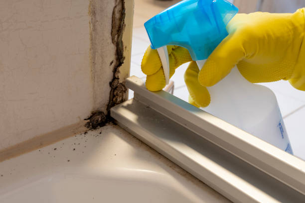 Best Professional Mold Removal  in Morgans Point Resort, TX