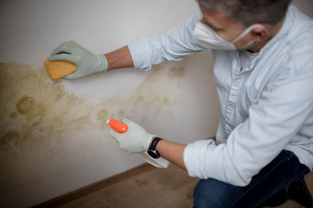 Best Mold Removal Company Near Me  in Morgans Point Resort, TX