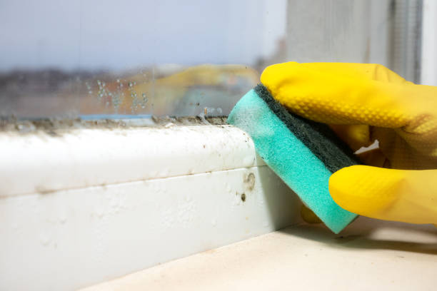 Best Black Mold Removal  in Morgans Point Resort, TX