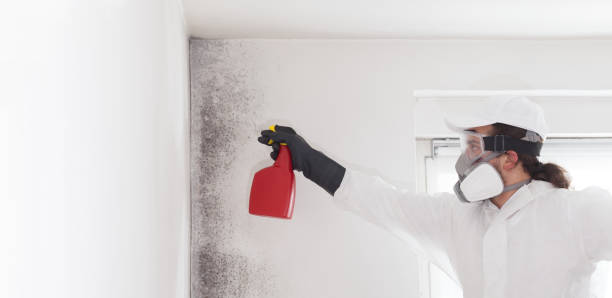 Best Mold Removal Near Me  in Morgans Point Resort, TX
