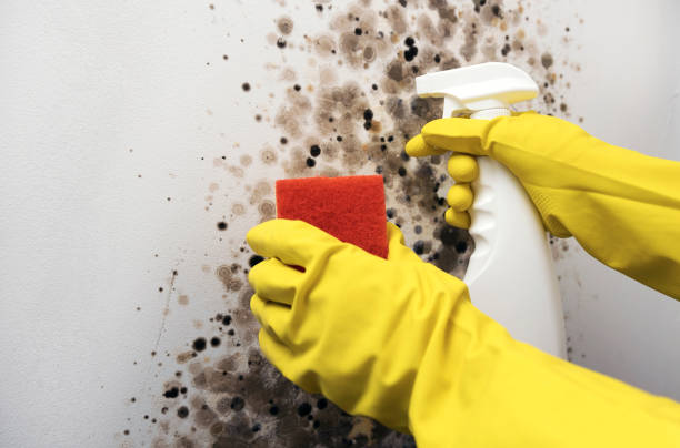 Best Fast Mold Removal  in Morgans Point Resort, TX