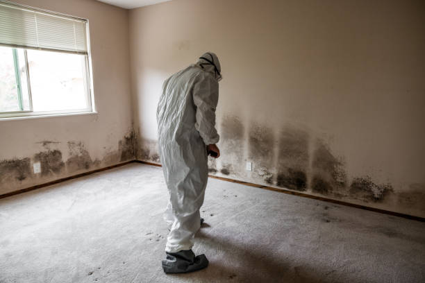 Professional Mold Removal in Morgans Point Resort, TX